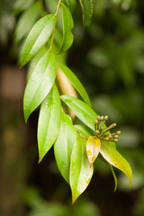 Marcgravia rectiflora