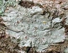 Lecanora subpallens