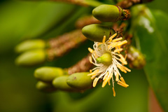 Marcgravia rectiflora
