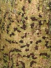 Bathelium carolinianum