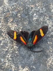 Cyanopepla submacula