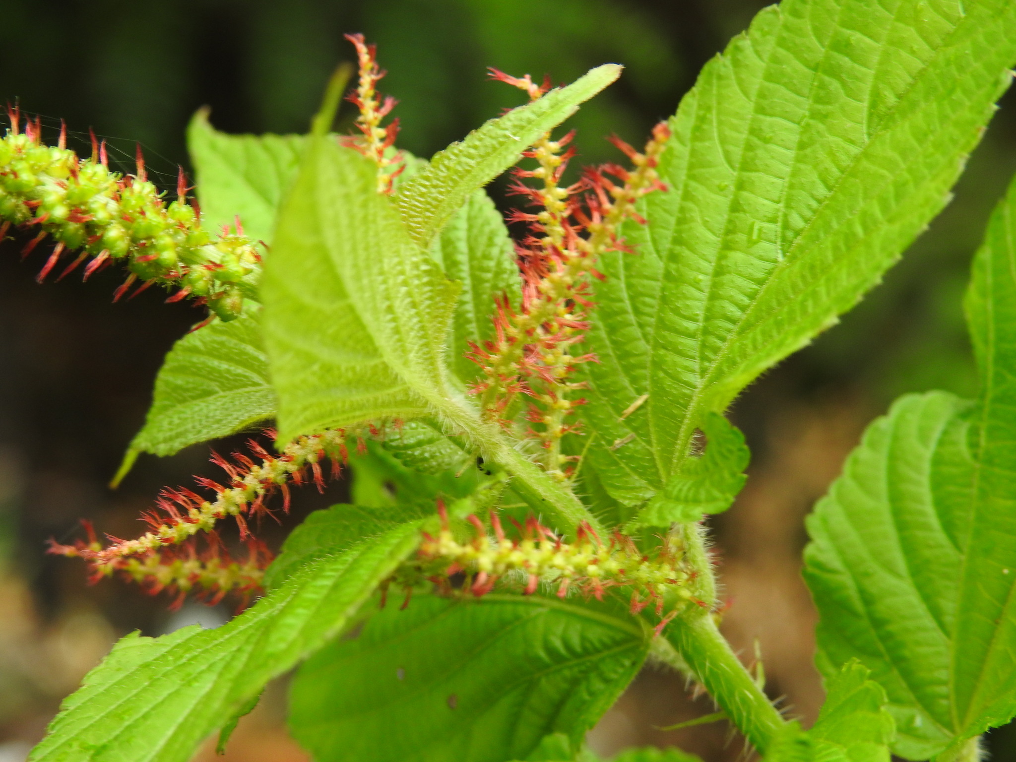 Acalypha ocymoides Kunth 2
