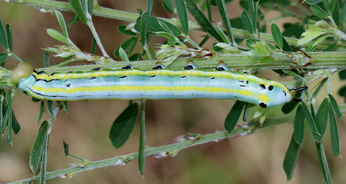 Black-spotted Prominent photo 4