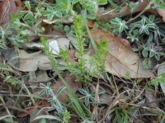 Galium virgatum