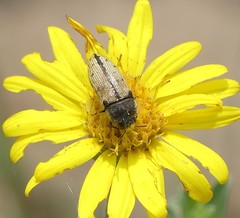 Acmaeodera immaculata