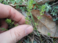 Galium virgatum