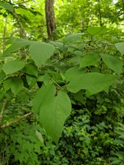 Euonymus atropurpureus atropurpureus