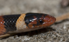 Lampropeltis elapsoides