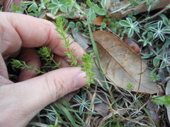 Galium virgatum
