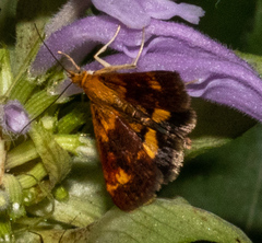 Pyrausta orphisalis