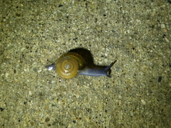 Oxychilus draparnaudi