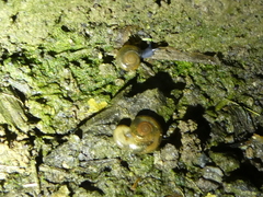 Oxychilus draparnaudi