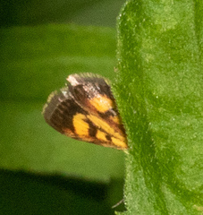 Pyrausta orphisalis
