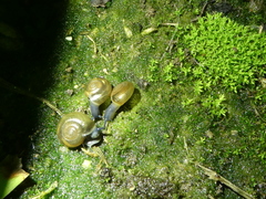 Oxychilus draparnaudi