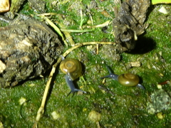 Oxychilus draparnaudi