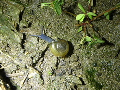 Oxychilus draparnaudi