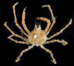 Chorilia longipes