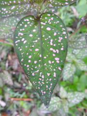 Hypoestes phyllostachya