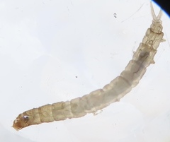Dicranota