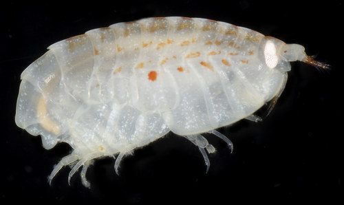 Representative image of Lepidepecreum