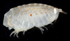Lepidepecreum gurjanovae