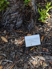 Lyonothamnus floribundus floribundus