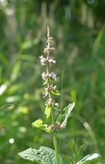 Stachys eplingii