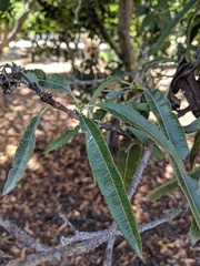 Lyonothamnus floribundus floribundus