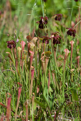 Sarracenia jonesii