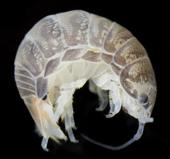 Cirolana harfordi