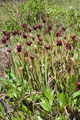Sarracenia jonesii