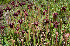 Sarracenia jonesii