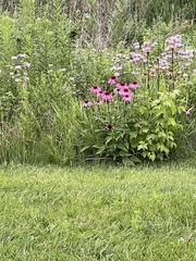 Echinacea purpurea