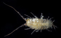 Janiralata occidentalis