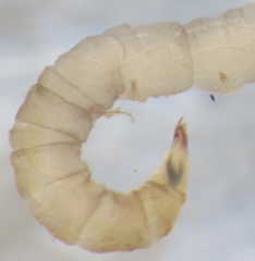 Dicranota