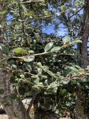 Cercocarpus traskiae