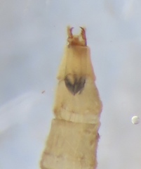 Dicranota