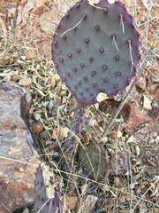 Opuntia gosseliniana