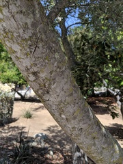 Cercocarpus traskiae