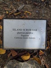 Quercus pacifica