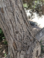 Quercus pacifica