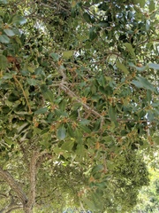 Quercus pacifica