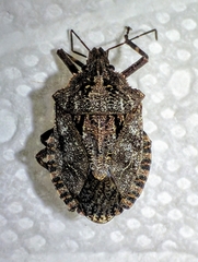Brochymena affinis