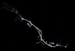 Caprella mendax
