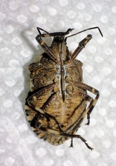 Brochymena affinis