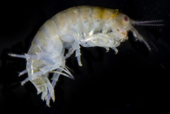 Apohyale anceps