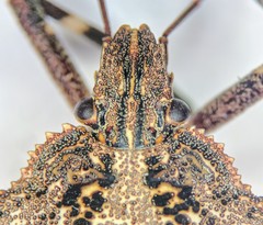 Brochymena affinis