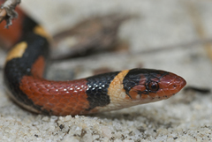 Lampropeltis elapsoides