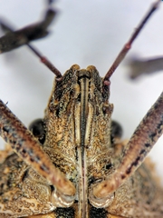 Brochymena affinis