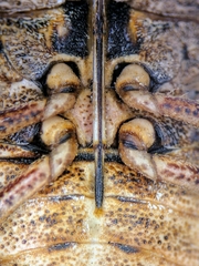 Brochymena affinis